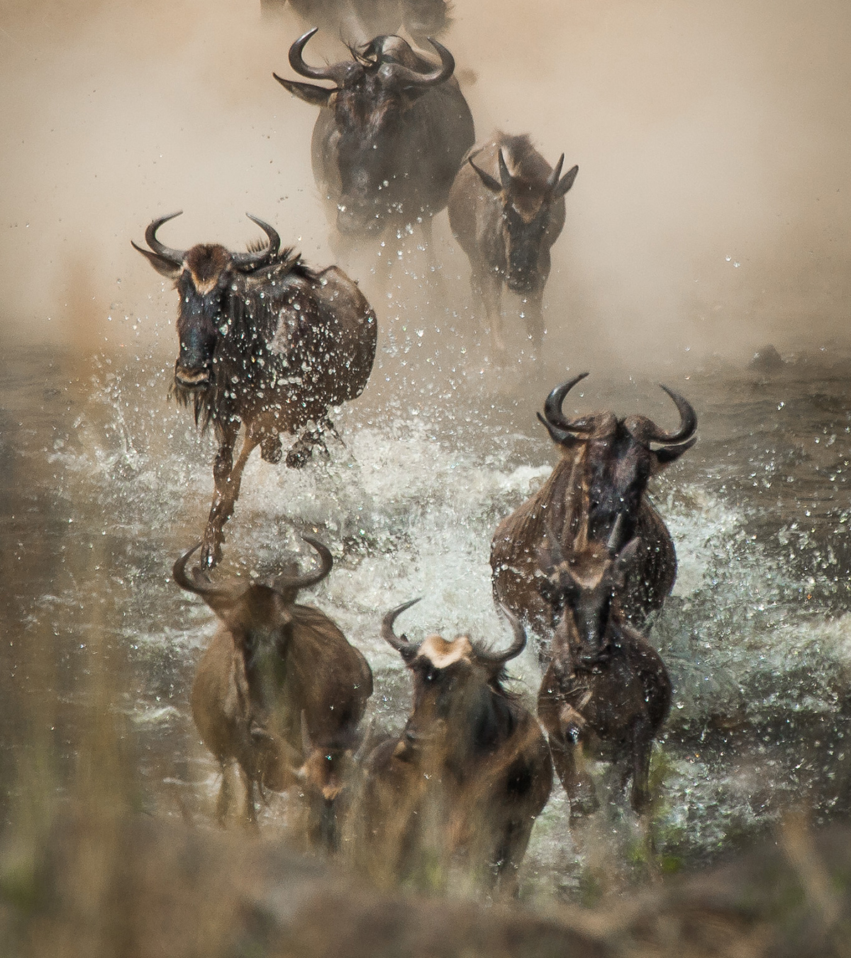 Kenya Safaris