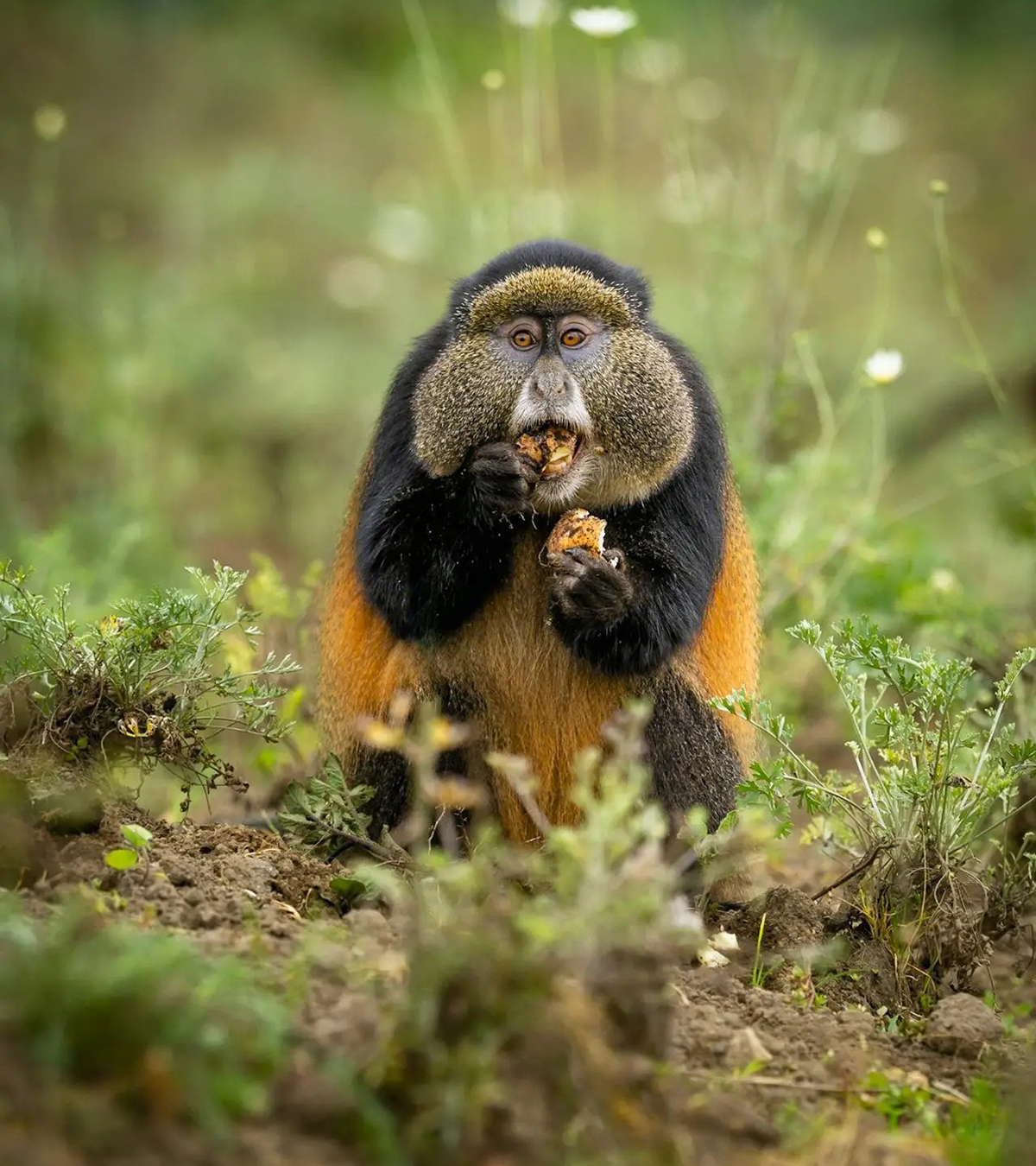 Rwanda Safaris