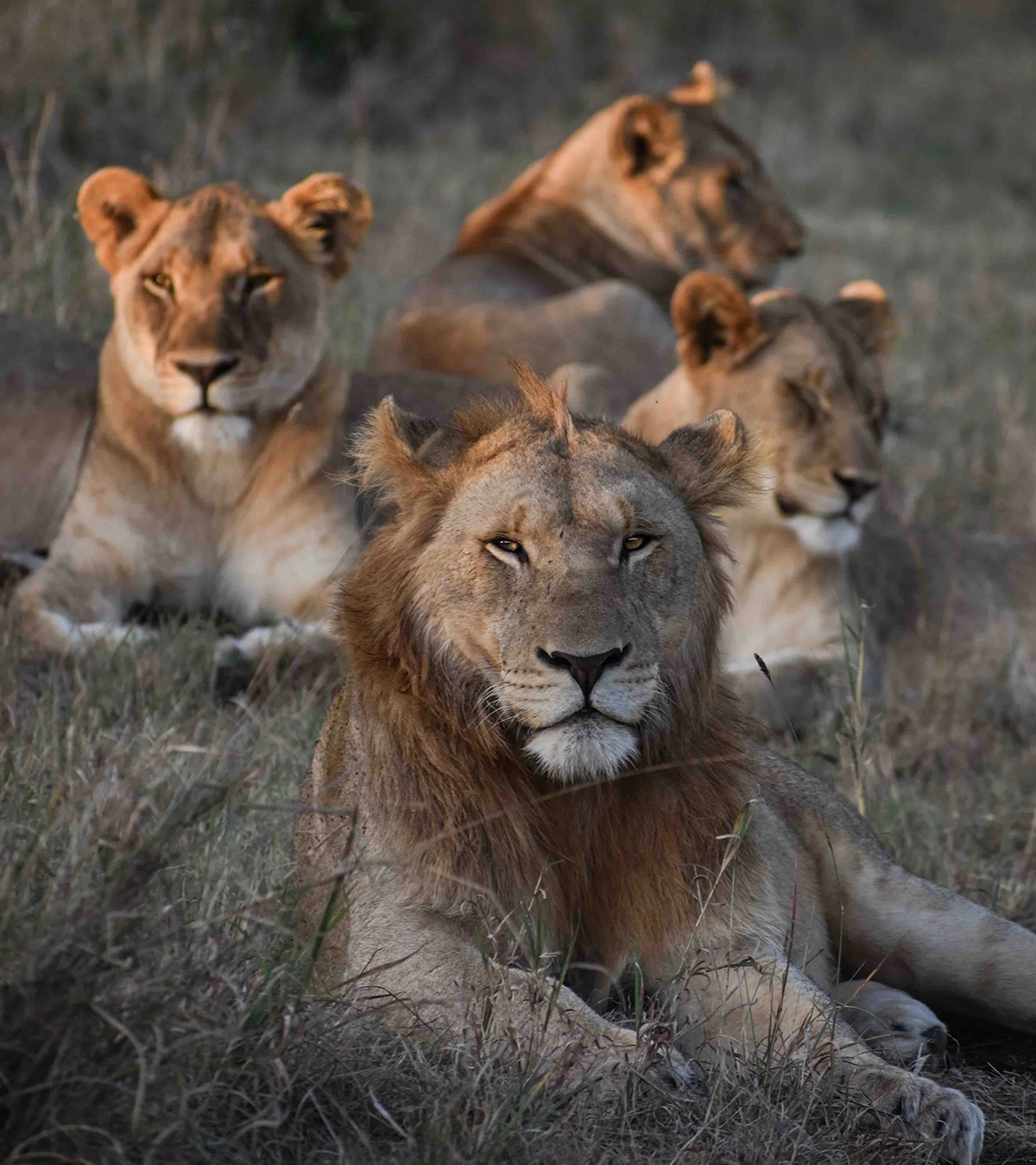 South Africa Safaris