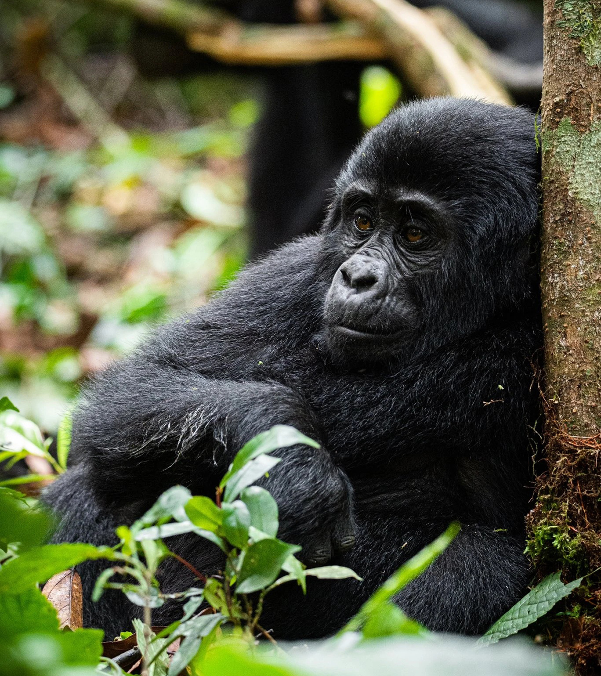Uganda Safaris