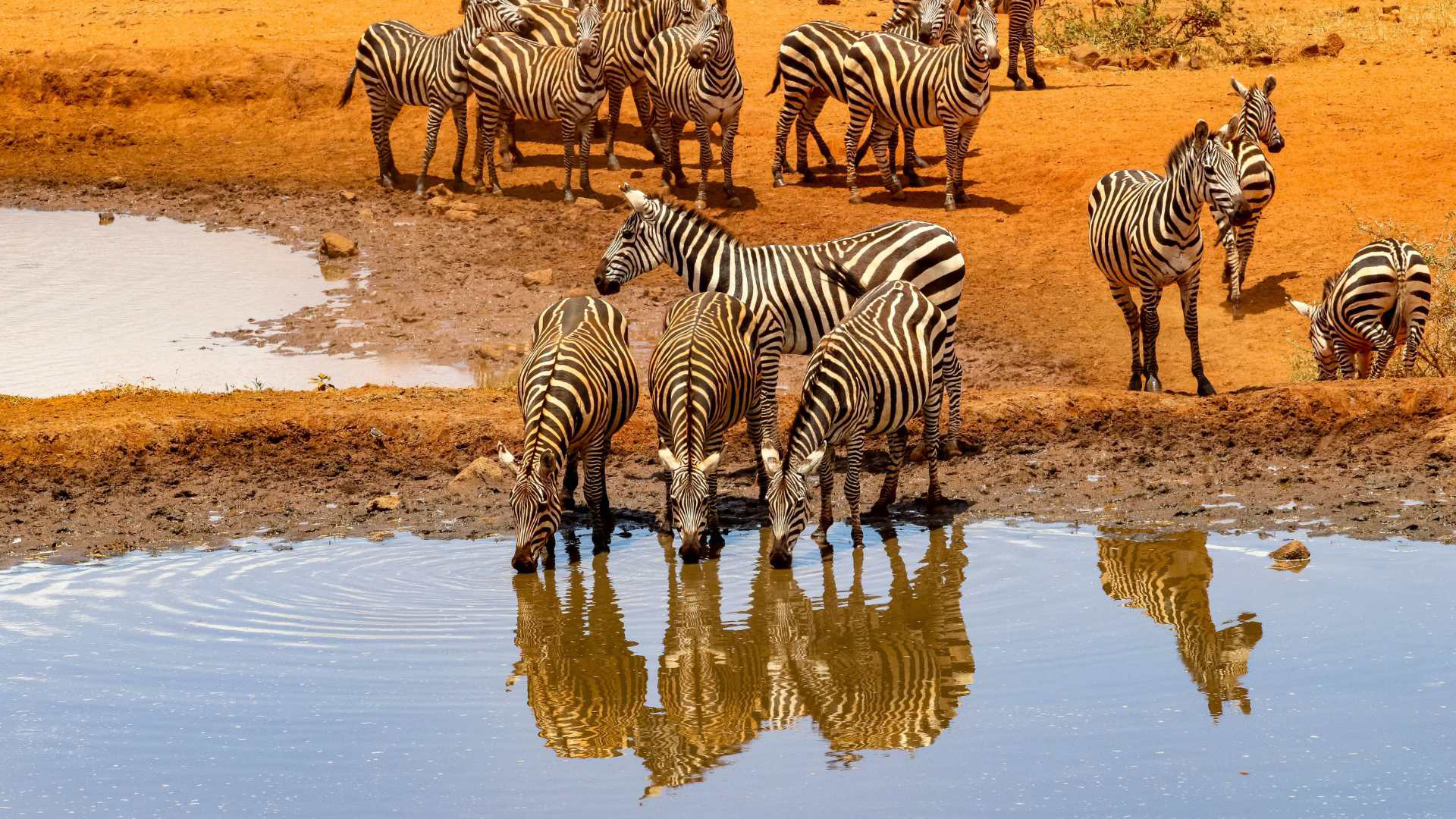 Buffalo Safari - Nairobi, Amboseli, Tsavo West, Nairobi