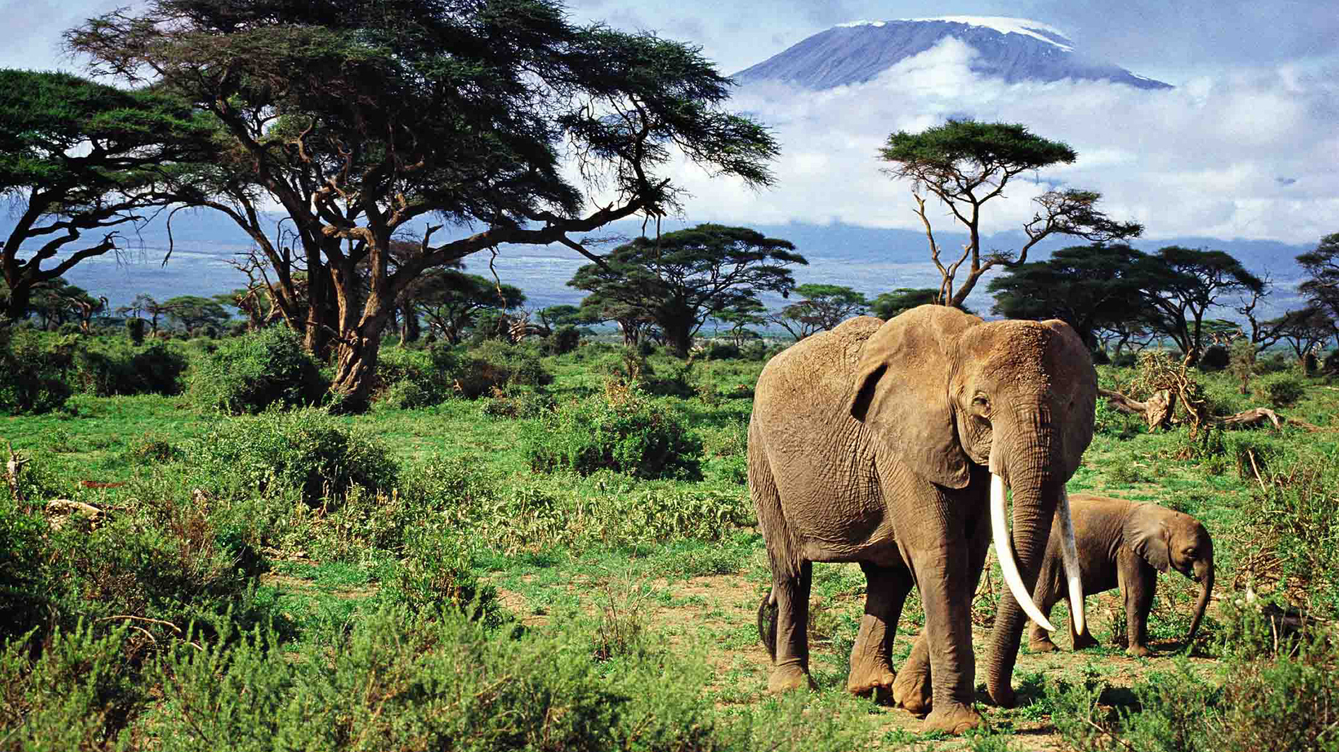 Elephant Safari - Nairobi, Amboseli, Nairobi