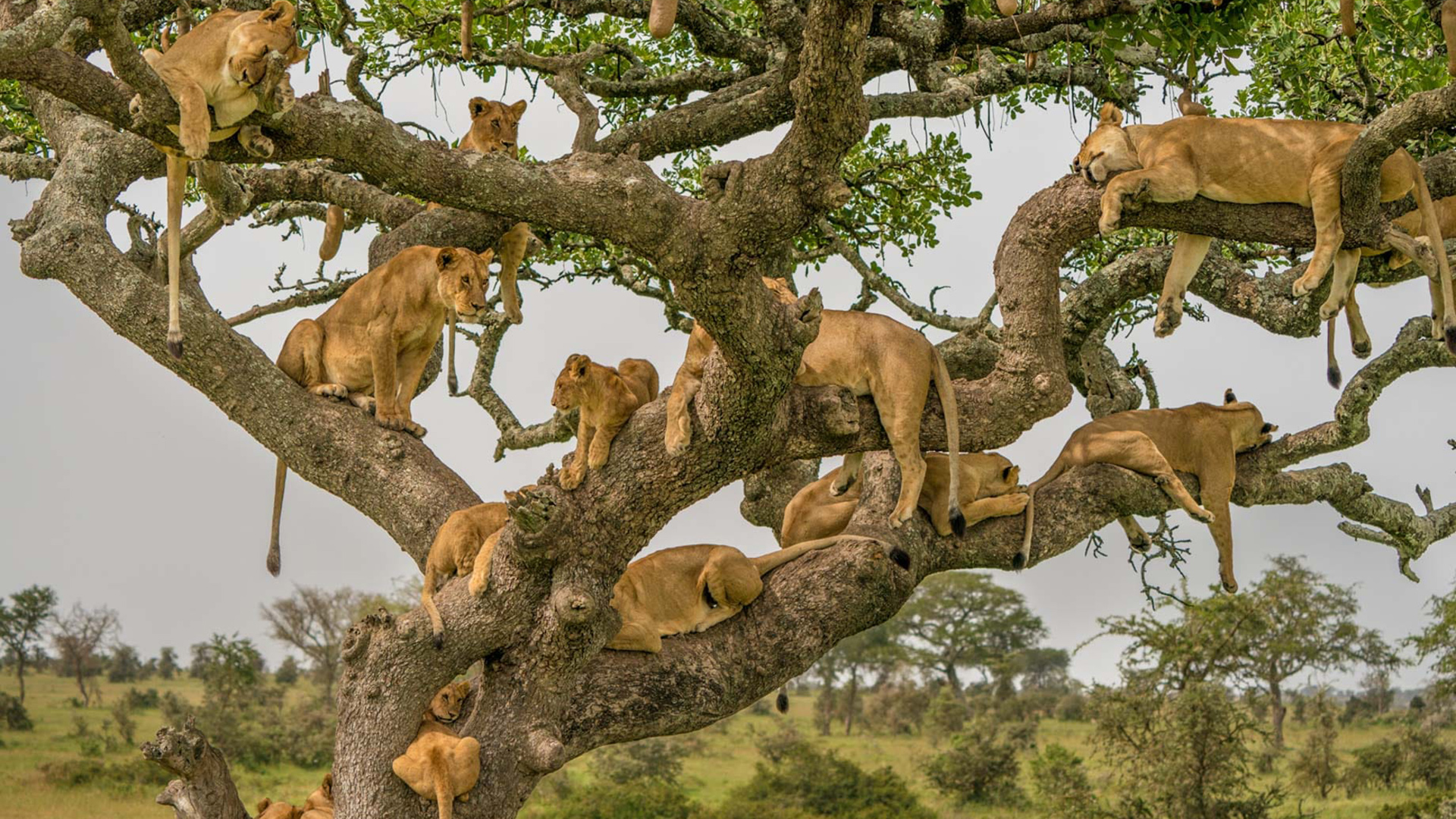 Serval Safari - Arusha, Lake Natron, Serengeti, Ngorongoro, Arusha