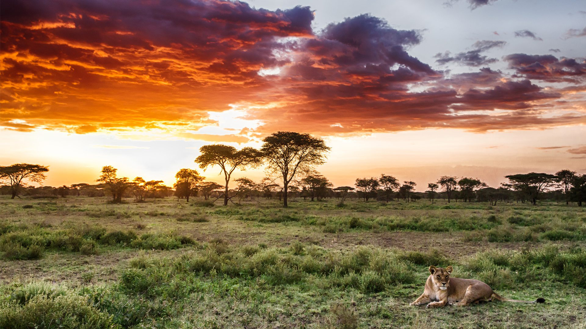 Tanzania Scenic Safari - Arusha, Ngorongoro, Serengeti, Lake Manyara, Arusha